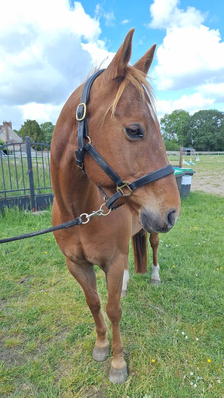 Hongre 10 ans Quater Horse PP