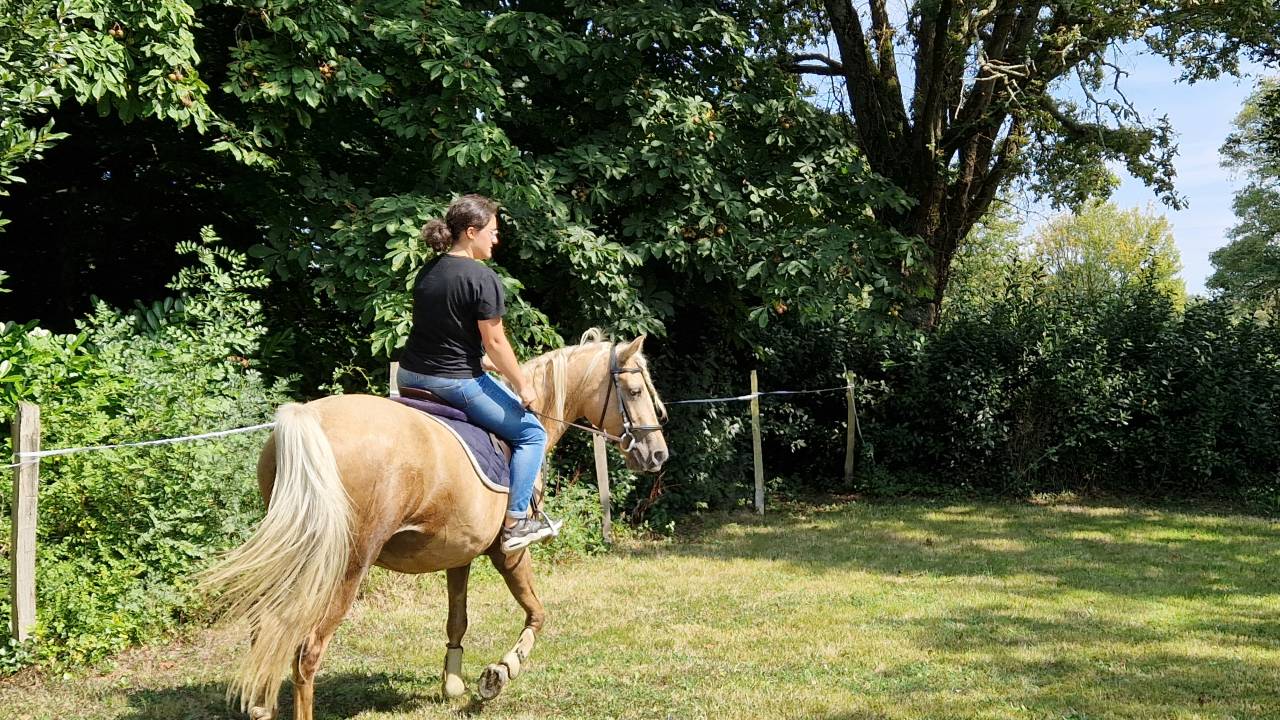 jument 9 ans palomino