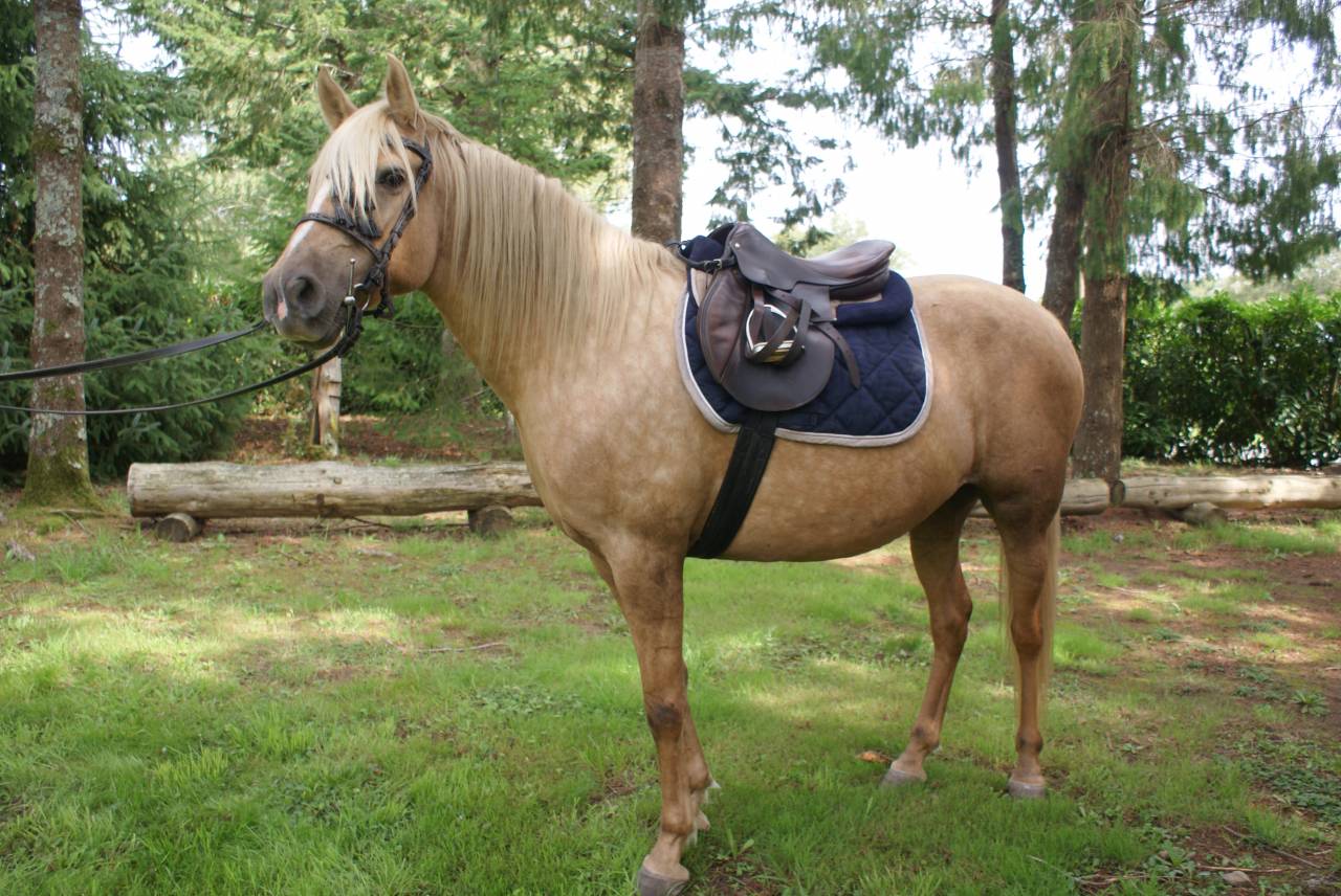 jument 8 ans palomino