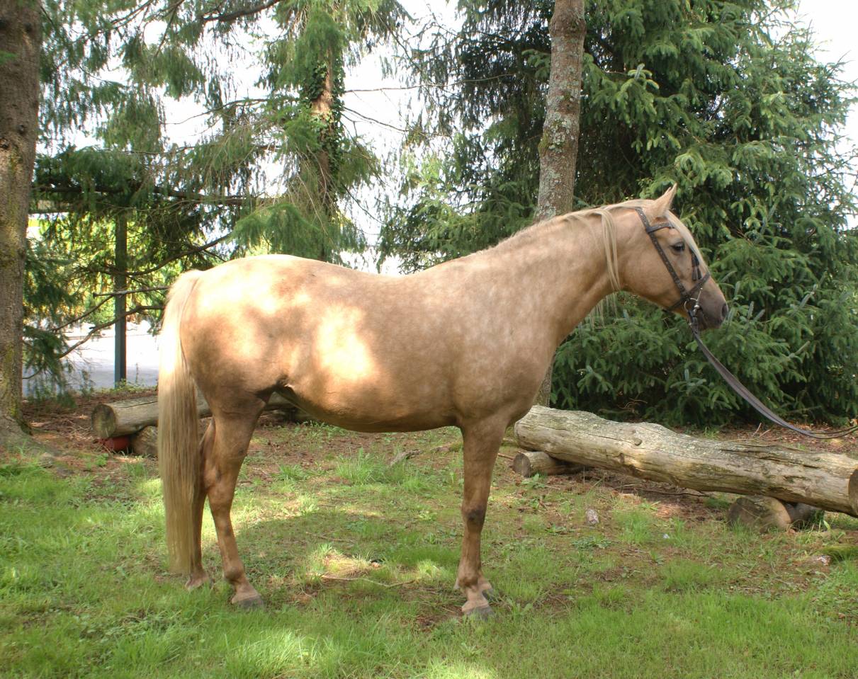 jument 8 ans palomino