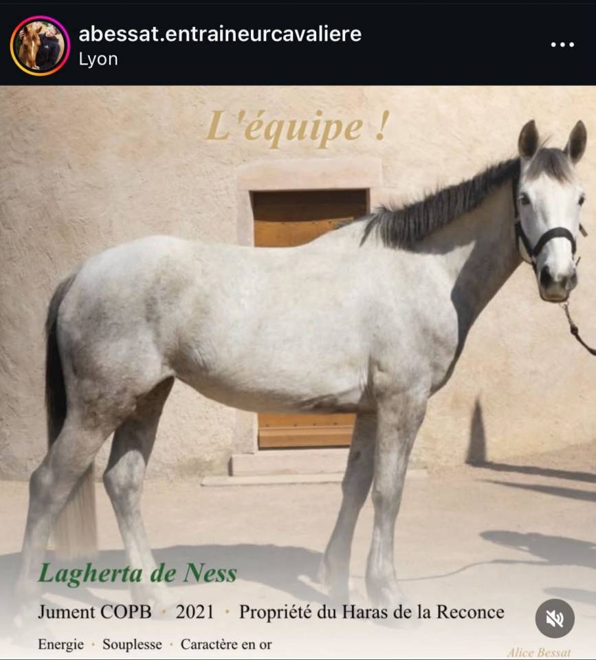 Jument COPB 5ans