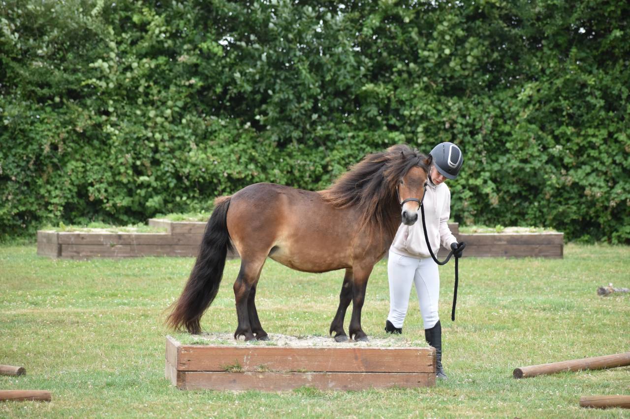 Ponette shetland PP (CSO/equifun)