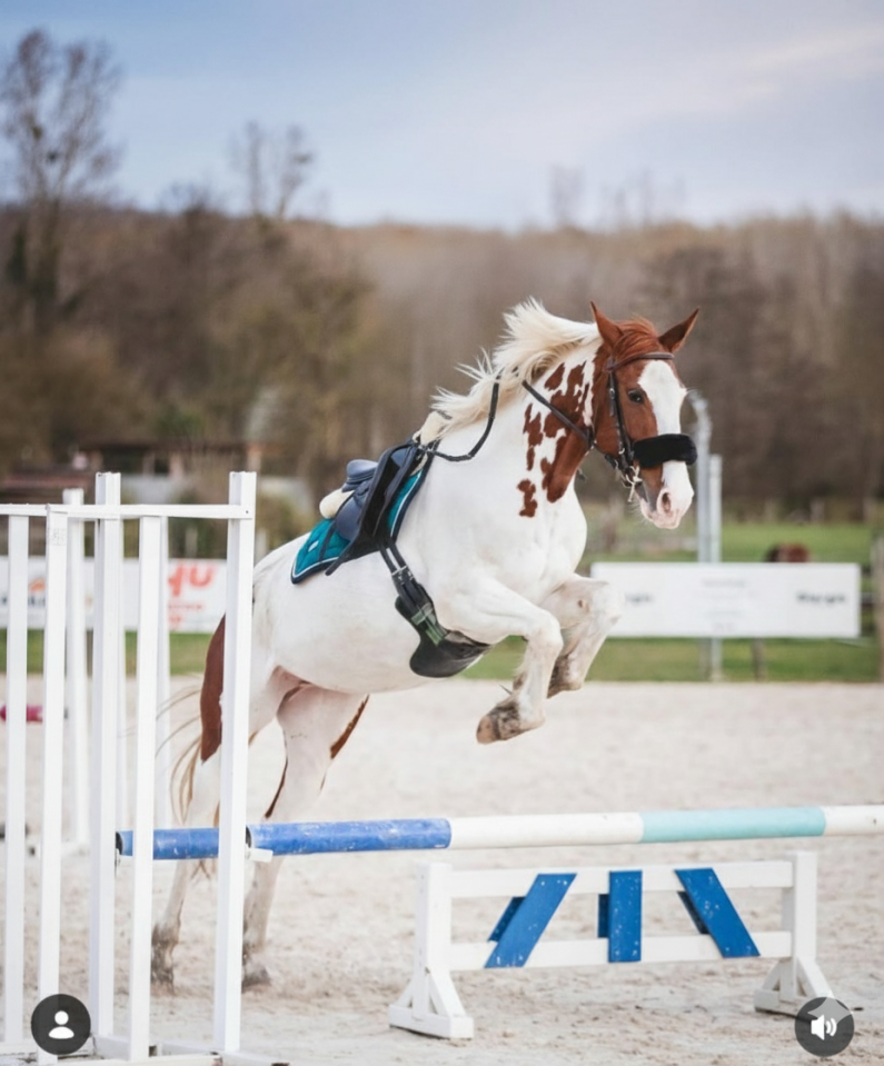 HUTINA DES COMTESSES SELLE FRANCAIS 8ANS