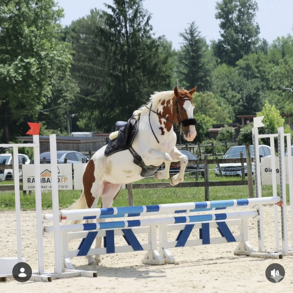 HUTINA DES COMTESSES SELLE FRANCAIS 8ANS