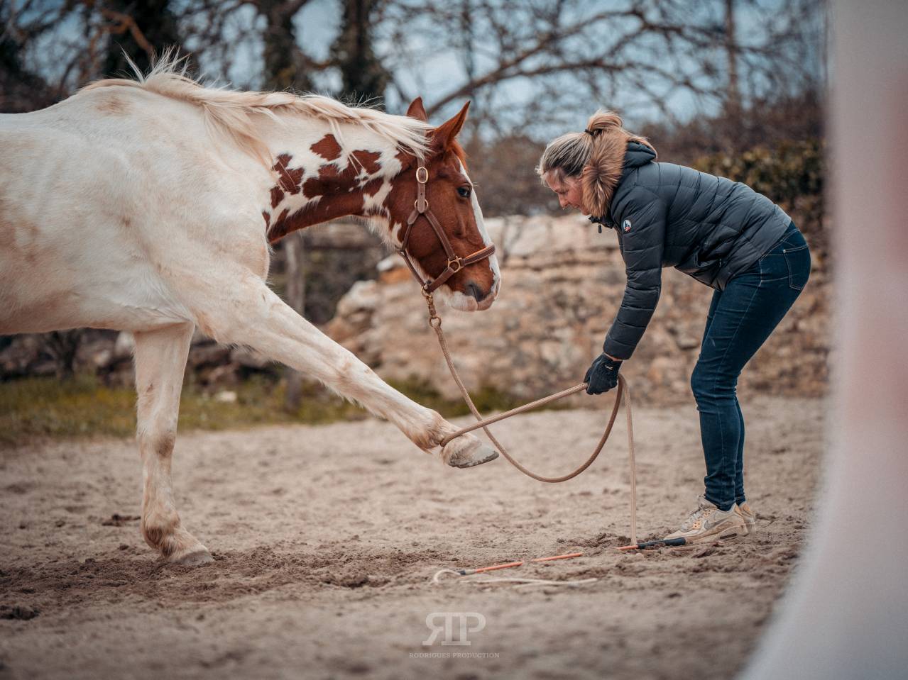HUTINA DES COMTESSES SELLE FRANCAIS 8ANS
