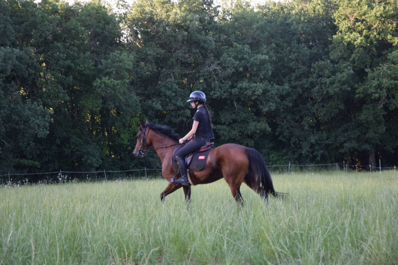 Poney d&rsquo;avenir &agrave; louer 
