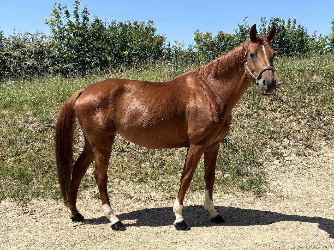 &Agrave; vendre Jument de loisir polyvalente 