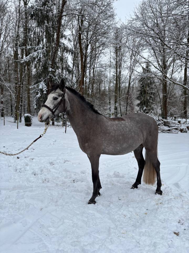hongre Connemara 4ans prometteur 