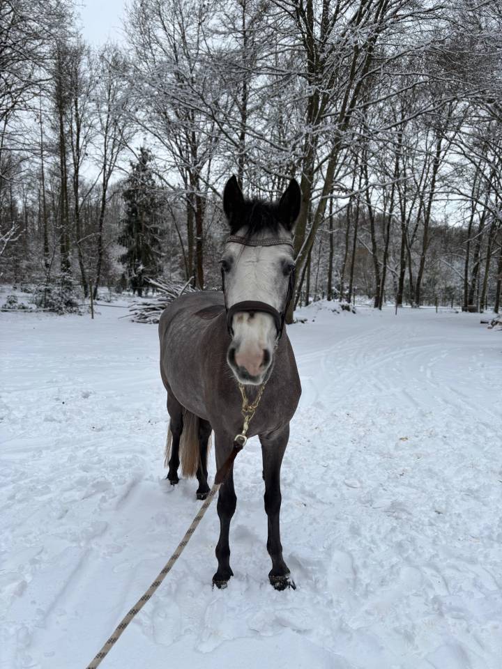 hongre Connemara 4ans prometteur 