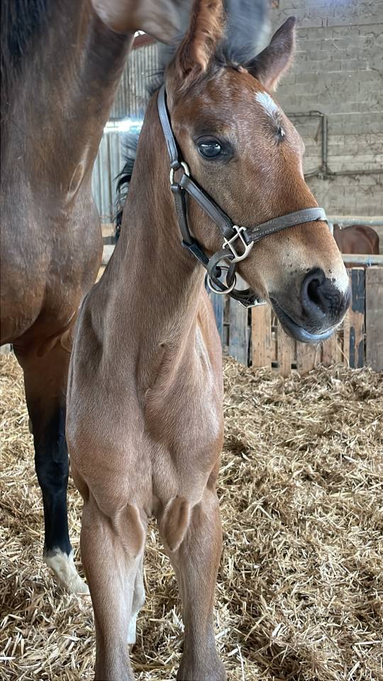 Tr&egrave;s beau poulain SF &agrave; r&eacute;server(Dartagnan de Belliard)