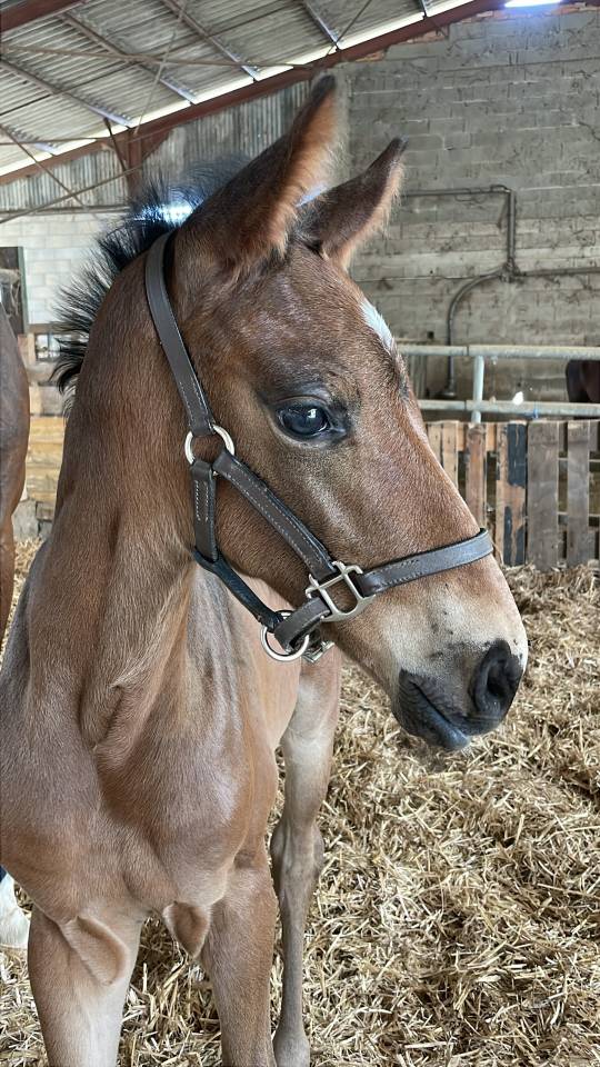 Tr&egrave;s beau poulain SF &agrave; r&eacute;server(Dartagnan de Belliard)