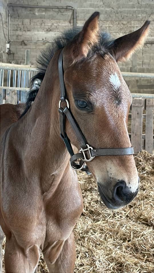 Tr&egrave;s beau poulain SF &agrave; r&eacute;server(Dartagnan de Belliard)