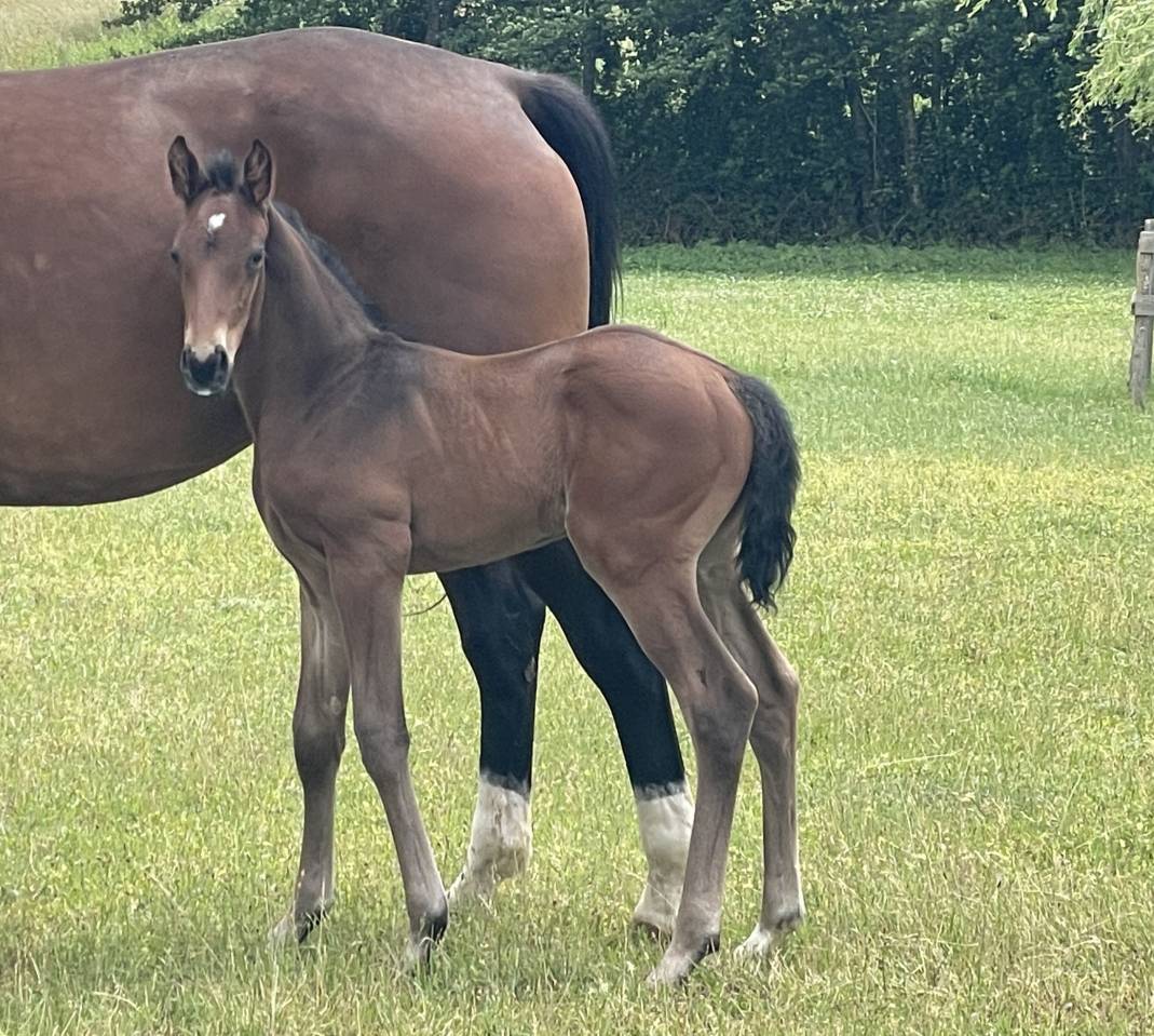 Tr&egrave;s beau poulain SF &agrave; r&eacute;server(Dartagnan de Belliard)