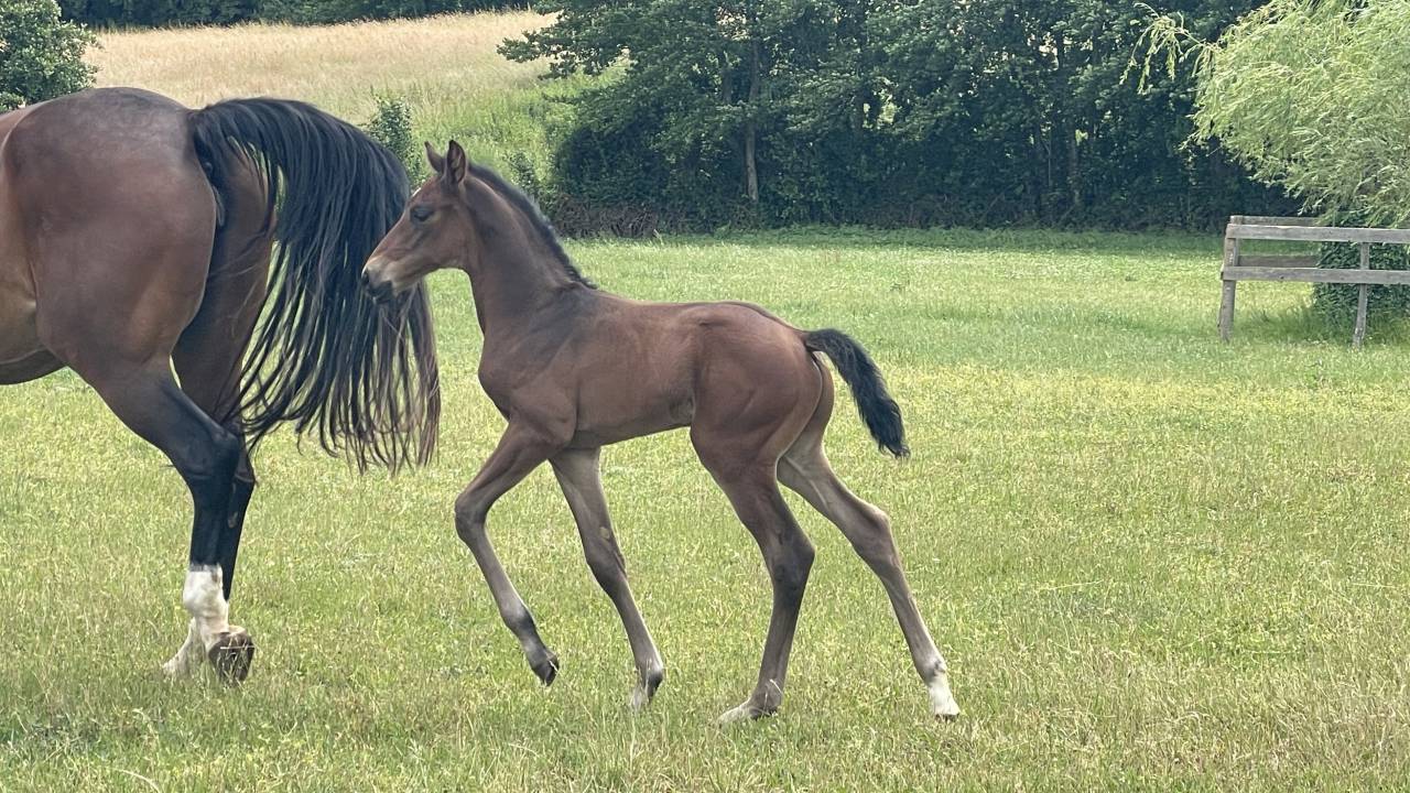 Tr&egrave;s beau poulain SF &agrave; r&eacute;server(Dartagnan de Belliard)