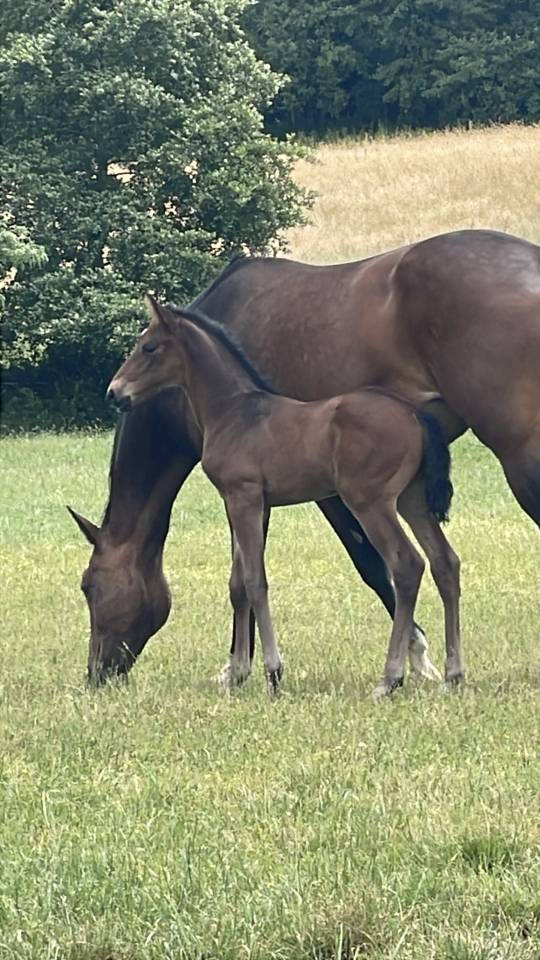 Tr&egrave;s beau poulain SF &agrave; r&eacute;server(Dartagnan de Belliard)