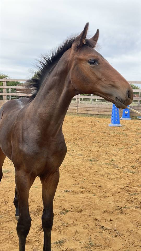 Tr&egrave;s beau poulain SF &agrave; r&eacute;server(Dartagnan de Belliard)