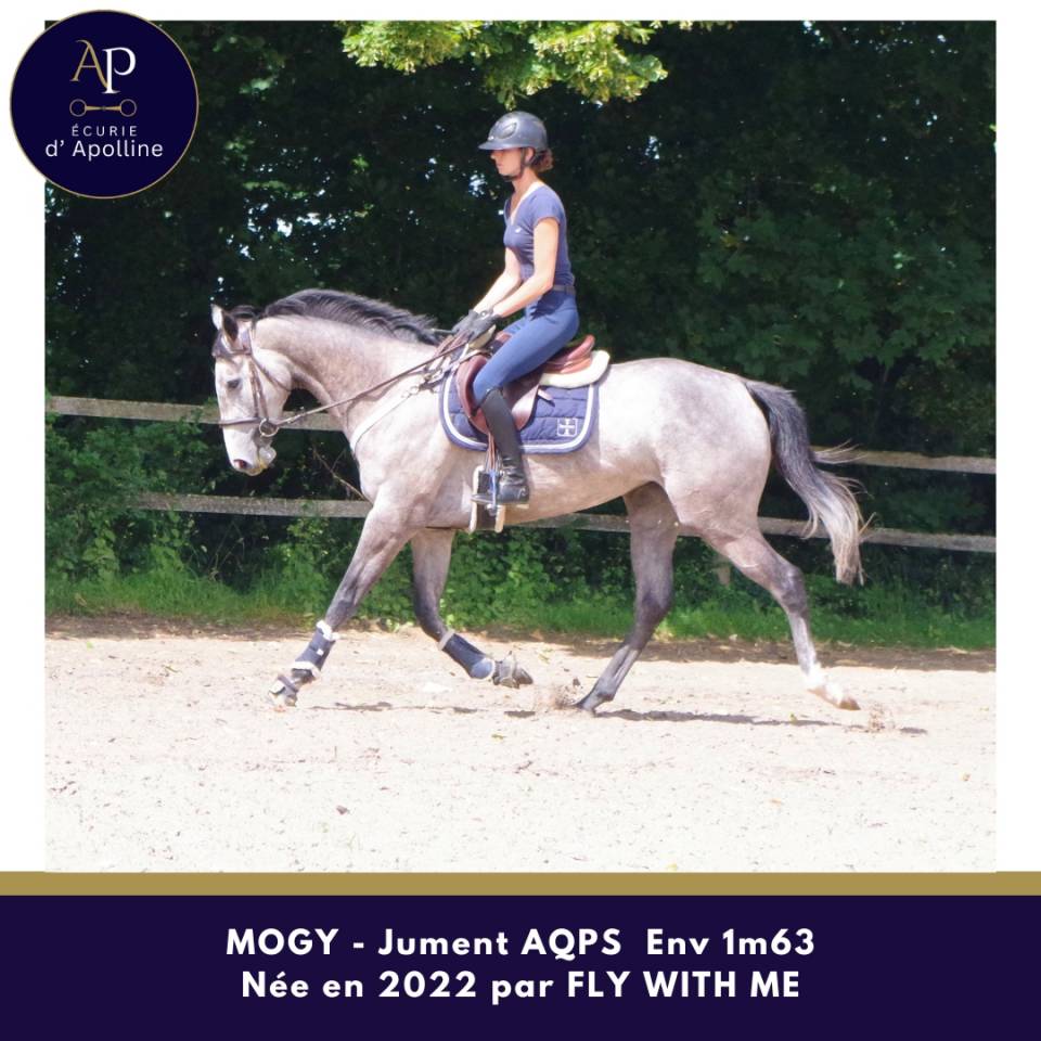 Superbe jument AQPS 4 ans Env 1m63