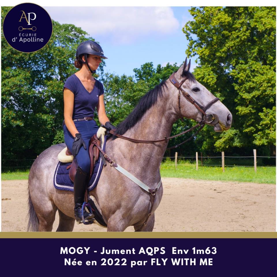 Superbe jument AQPS 4 ans Env 1m63