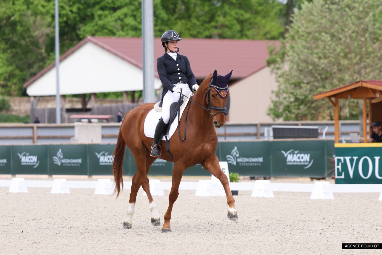 Cheval hanovrien dressage