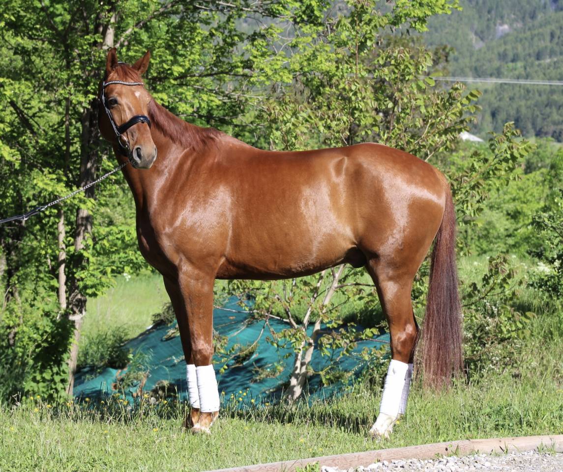 Cheval hanovrien dressage