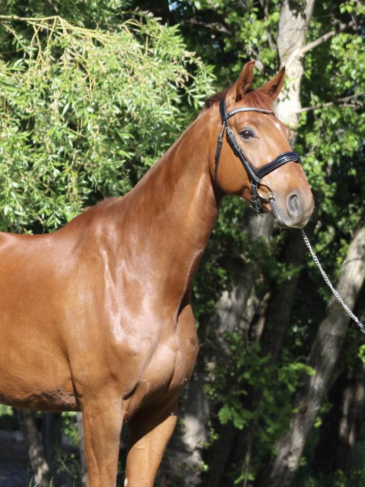 Cheval hanovrien dressage