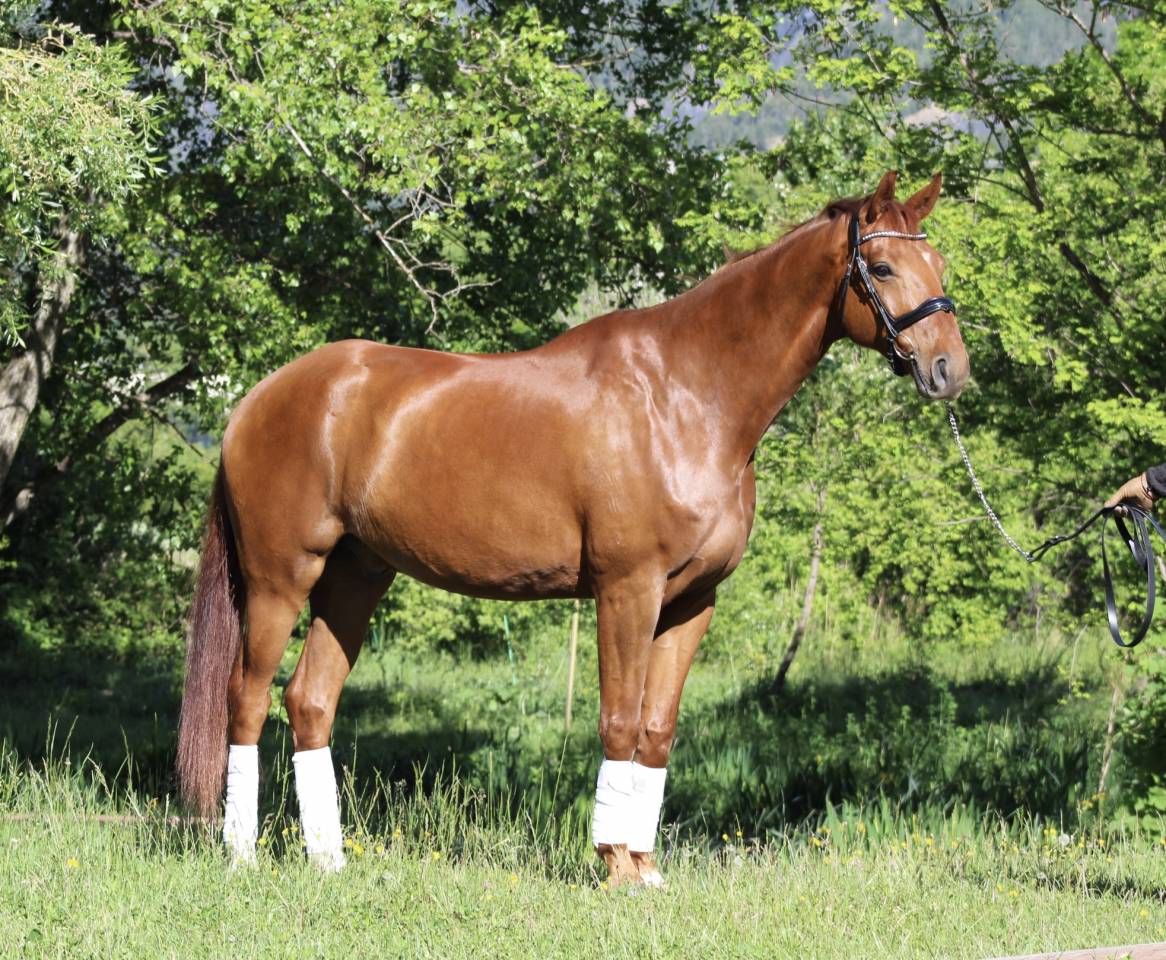Cheval hanovrien dressage