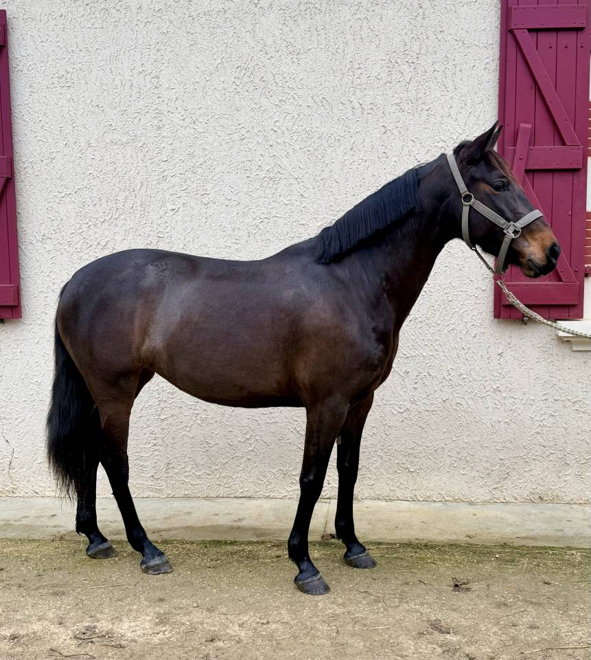 Jument &agrave; vendre 