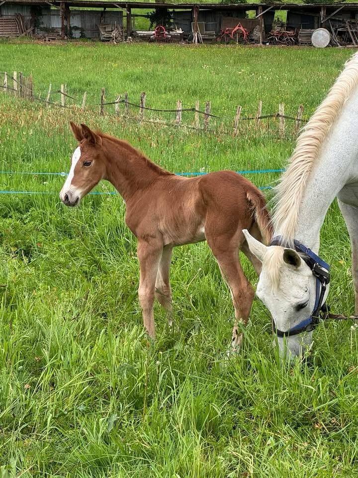 Foal SF (le tot de semilly/Quidam de revel)