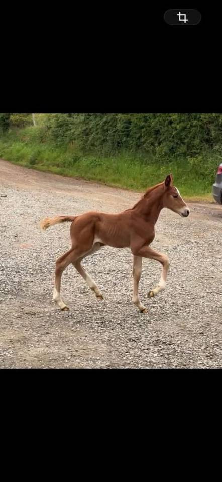 Foal SF (le tot de semilly/Quidam de revel)