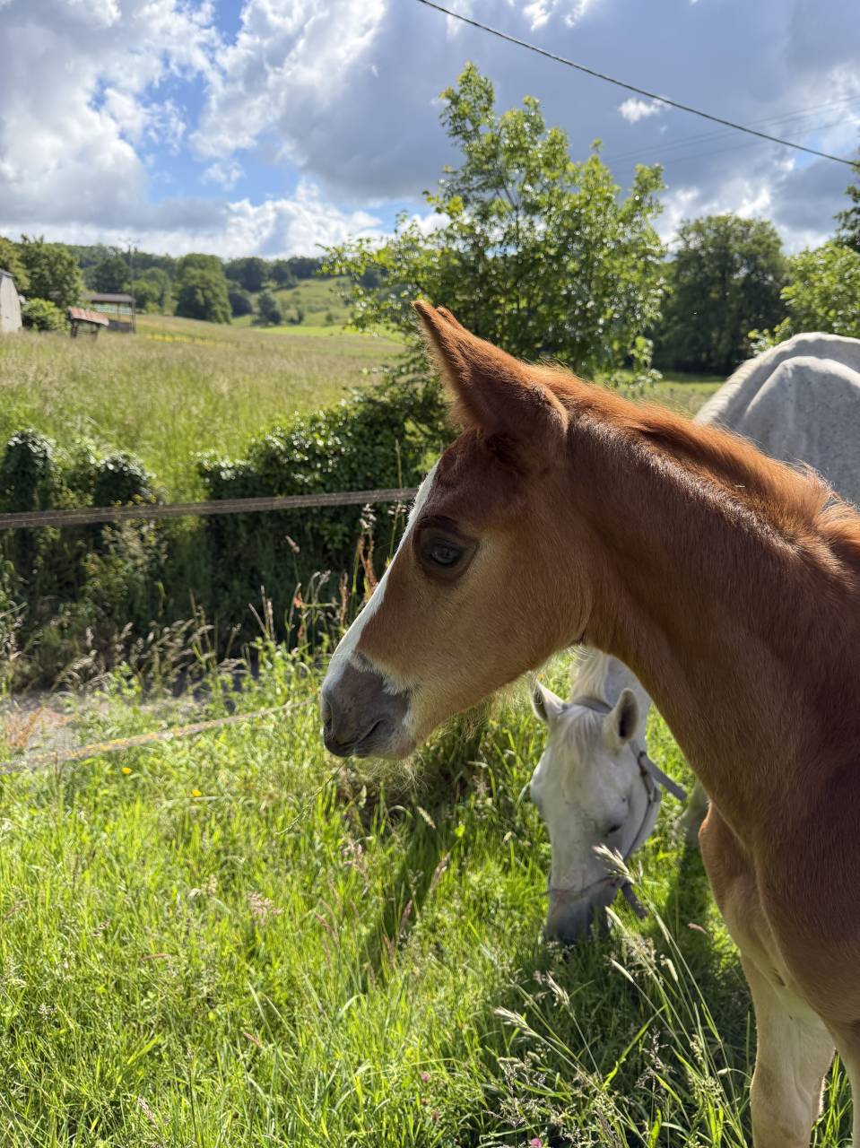 Foal SF (le tot de semilly/Quidam de revel)