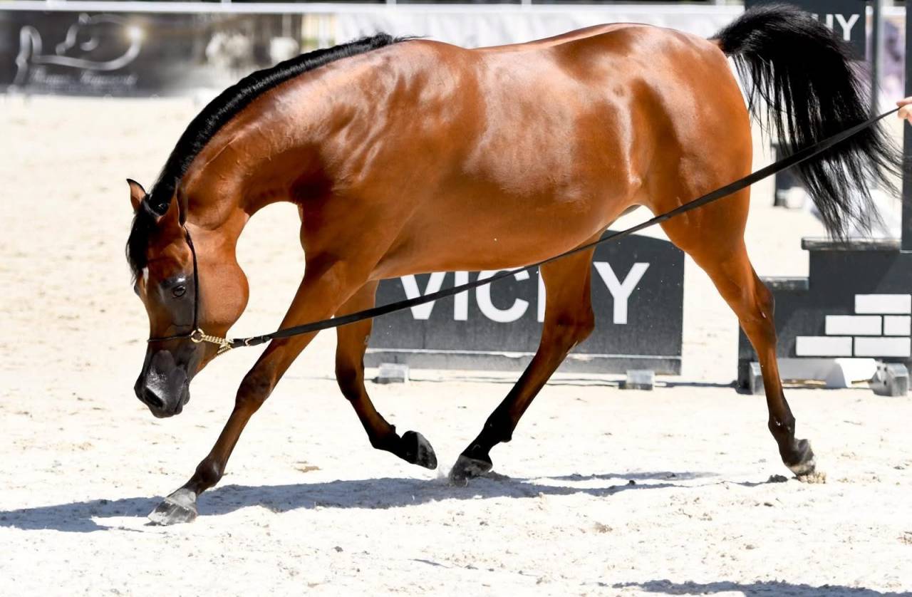 Jument championne de France 