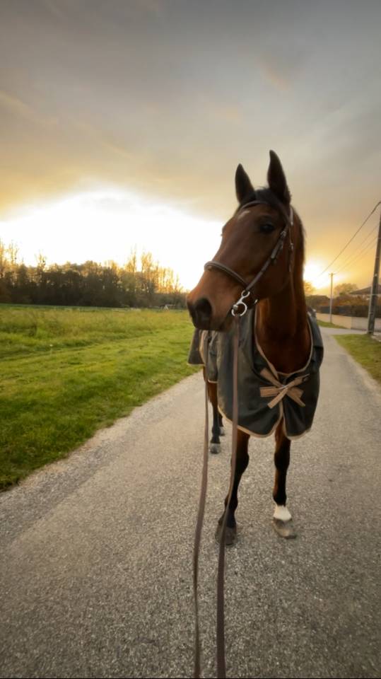 Trotteur fran&ccedil;ais 
