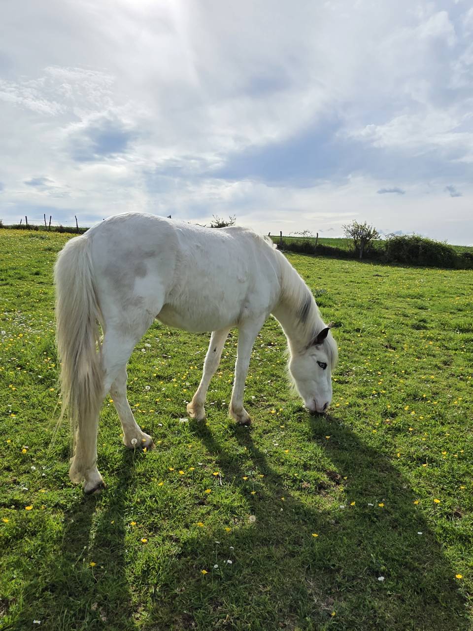 Top poney
