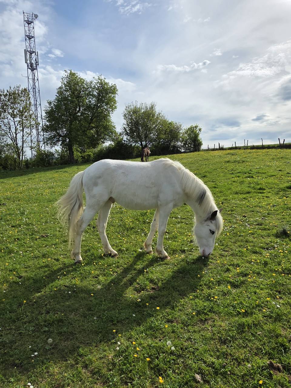 Top poney