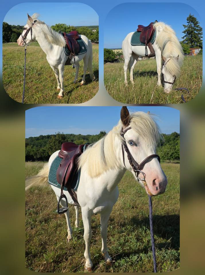 Top poney