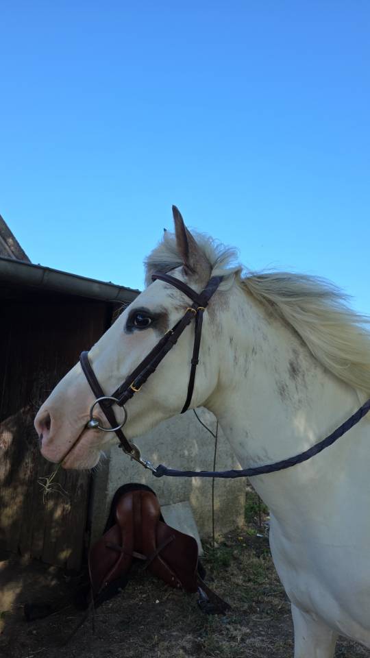 Top poney