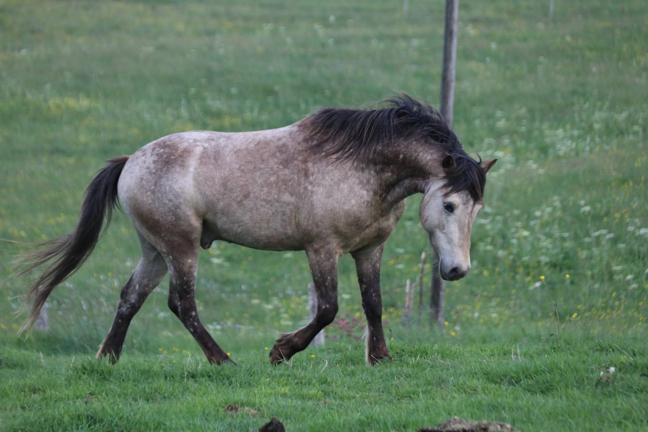 Poney welsh par bred