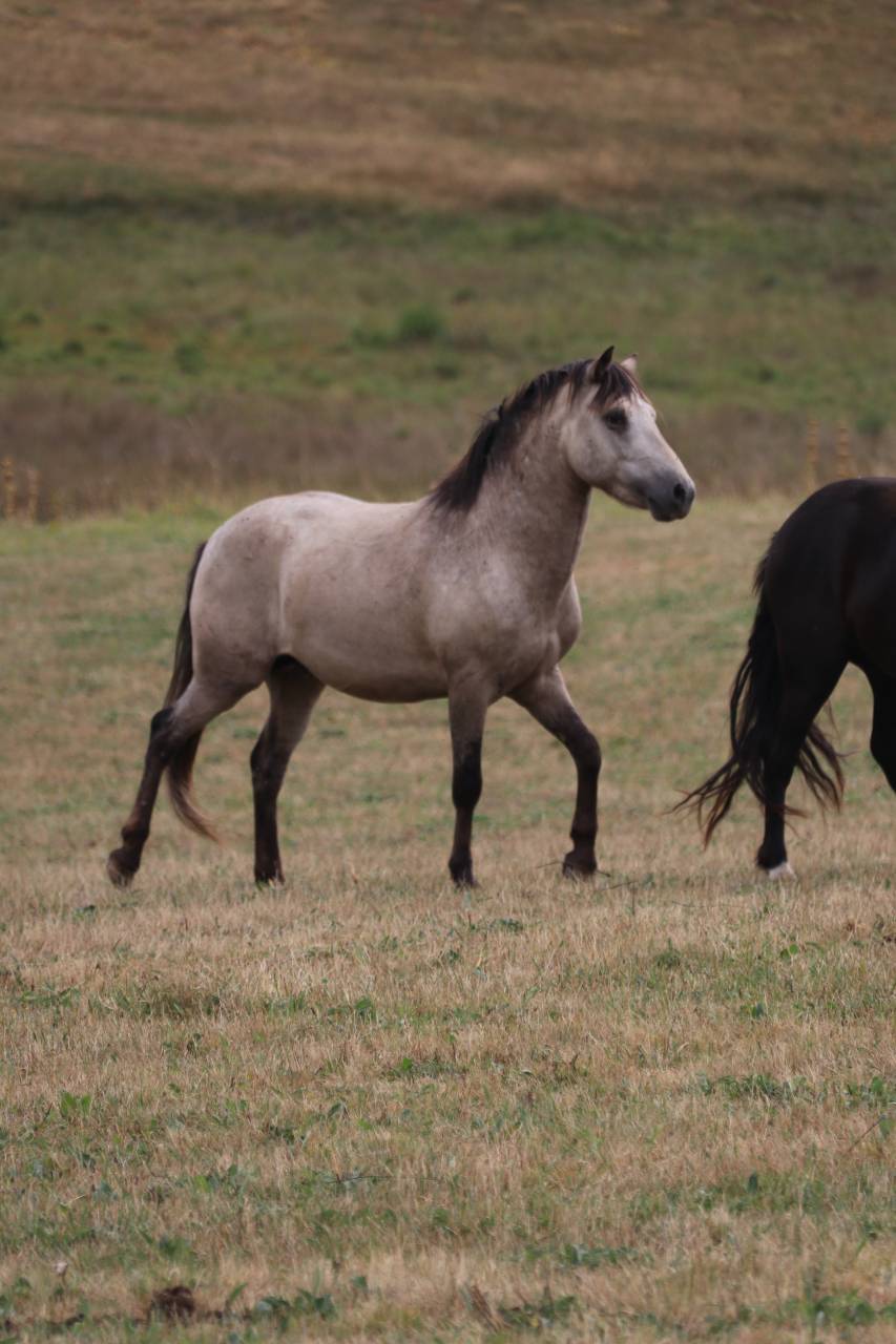 Poney welsh par bred