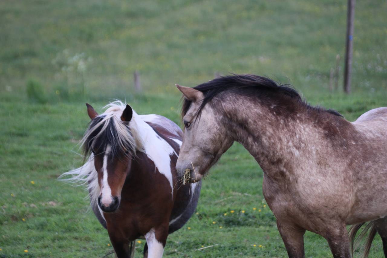 Poney welsh par bred