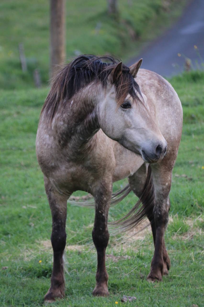 Poney welsh par bred