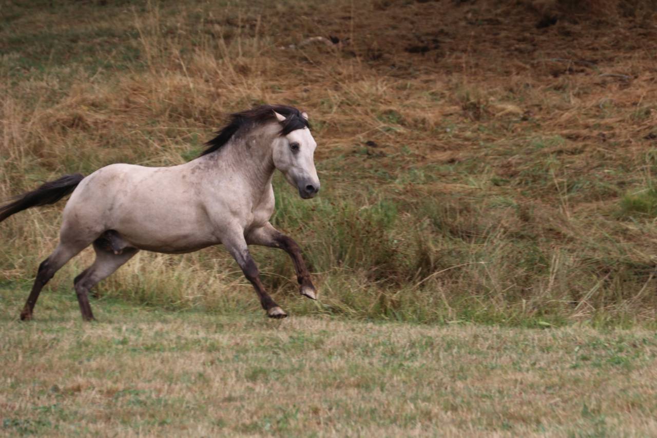 Poney welsh par bred