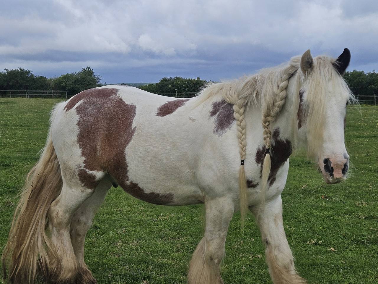 Gypsy cob