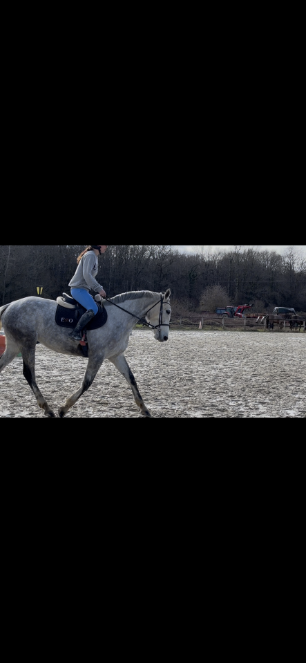 jument de sport 