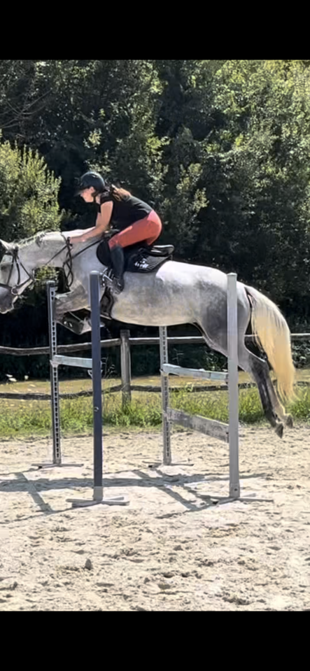 jument de sport 