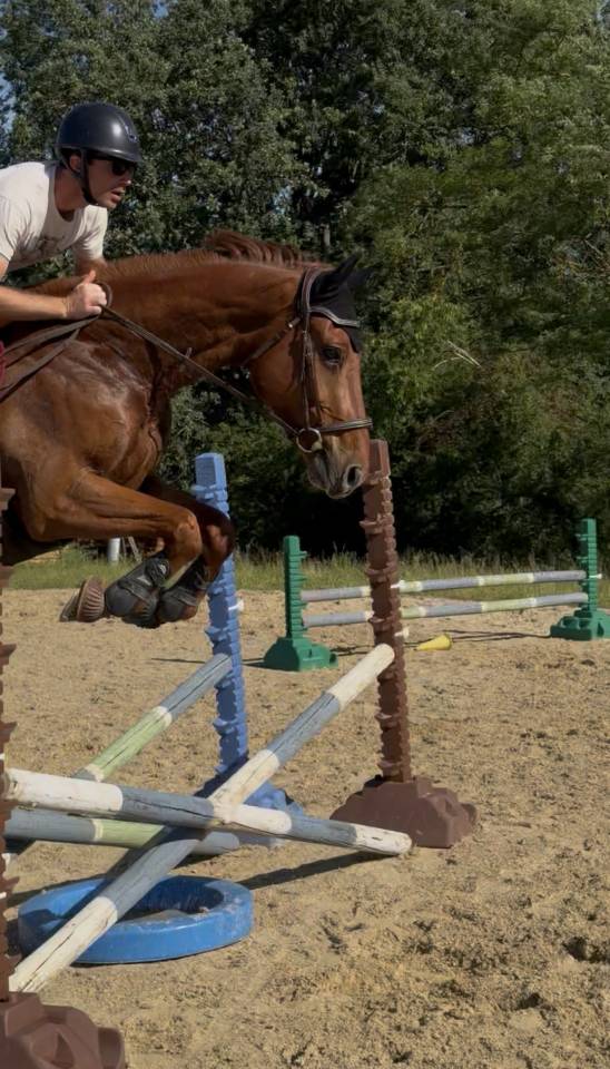 Hongre SF 4 ans &ndash; par Groovy de Semilly &ndash; CSO / CCE