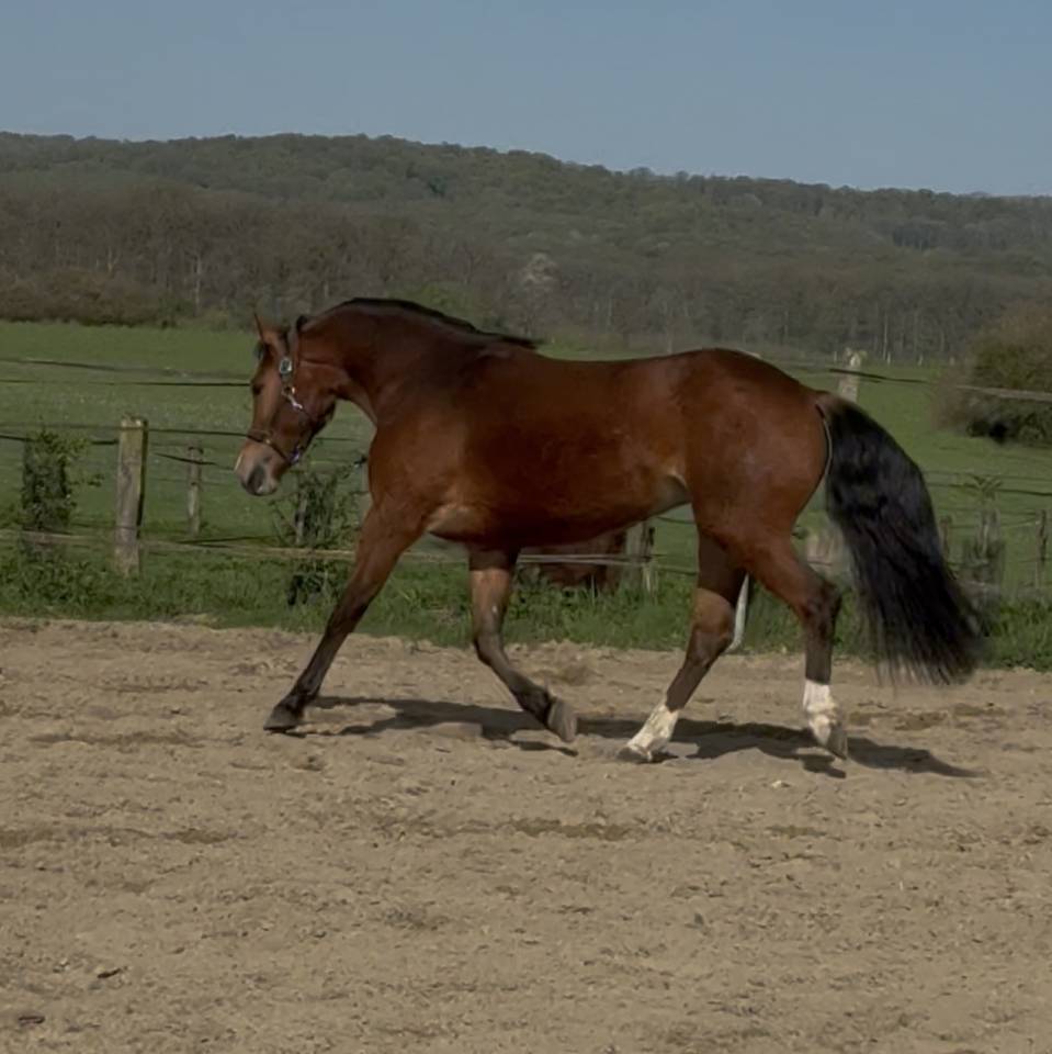 Ponette 3 ans