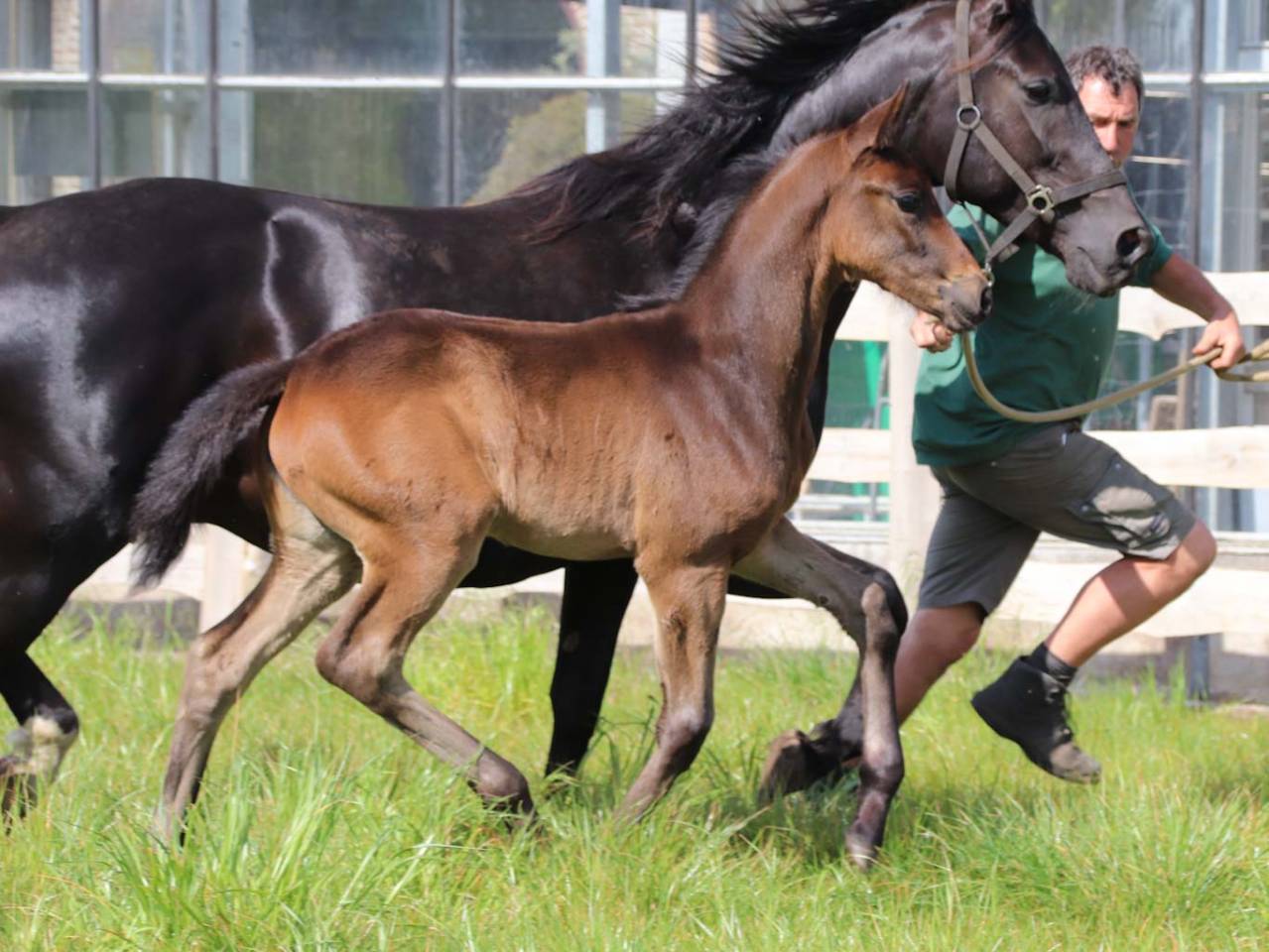 Pouliche de dressage superbe origine