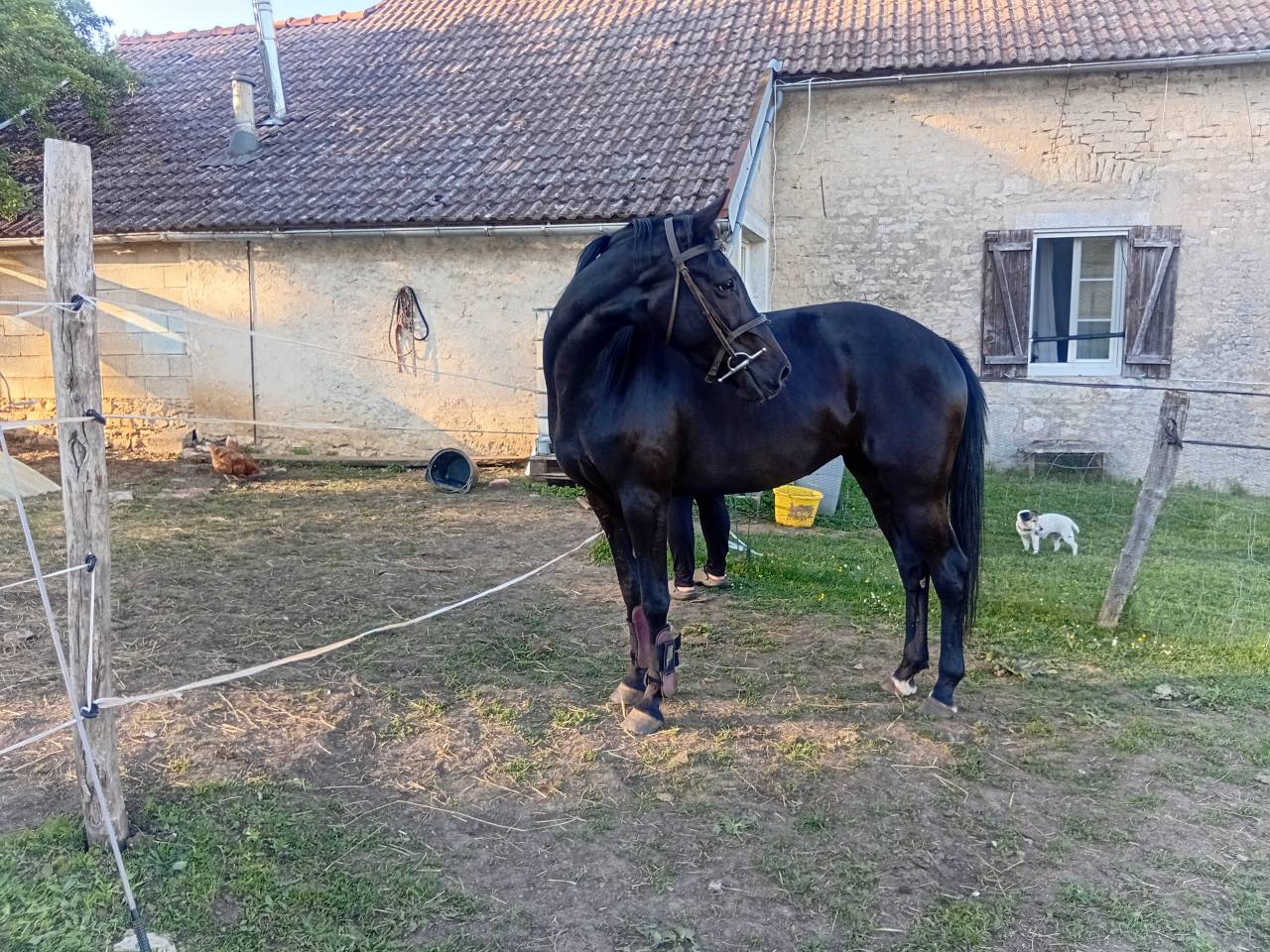 Ponette de sport allemande