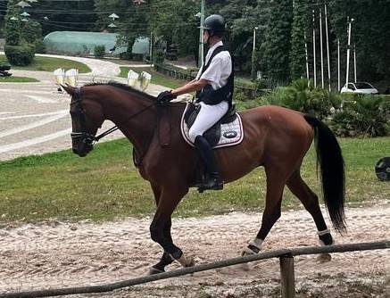 hongre 16ans 180 selle fran&ccedil;ais