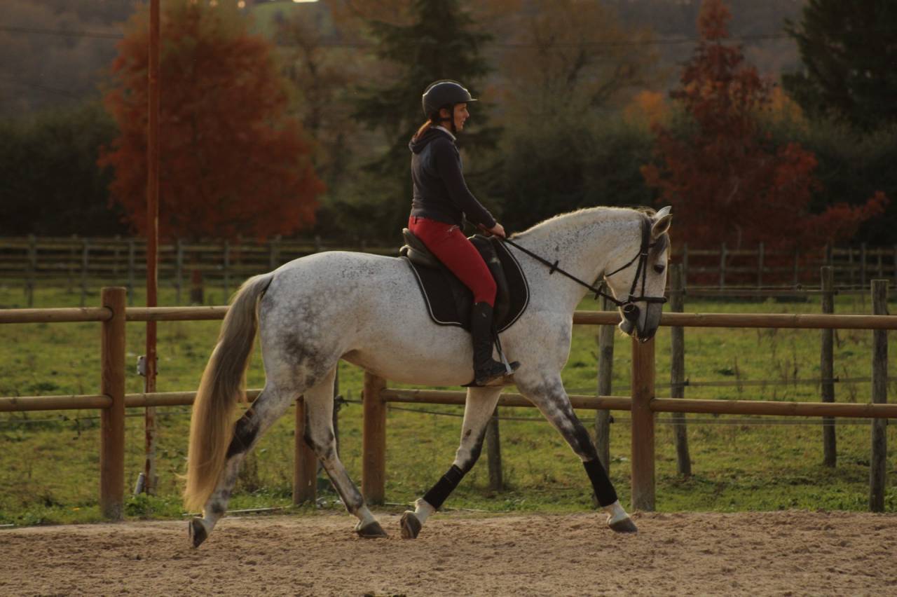 Pur Sang Lusitanien (PSL), 12 ans, 167 cm, hongre, gris